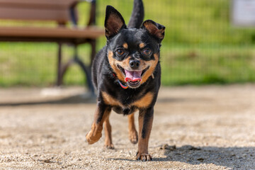 ドッグランの犬