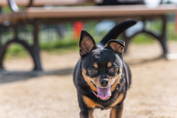 ドッグランの犬