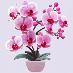 Pink Orchid Flower in Pot with White Background