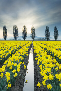 Fields of yellow daffodils in late March, Skagit Valley, Washington State