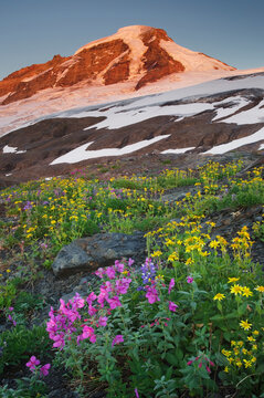 USA, Washington State. Mount Baker (elevation 10,778 feet, 3,285 m) northernmost volcano in the Cascade Range, seen from meadows of Heliotrope Ridge, Mount Baker Wilderness.