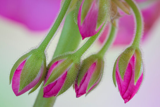 Washington. Geranium buds close-up. 