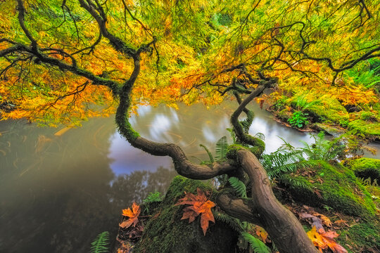 USA, Washington State, Seattle. Japanese maple and pond in Kubota Garden. 