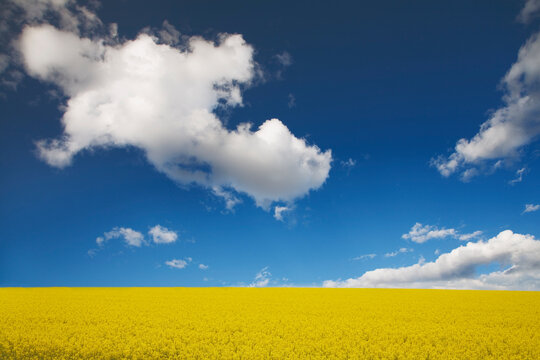 USA, Washington State, Palouse. Canola growing on farm. 