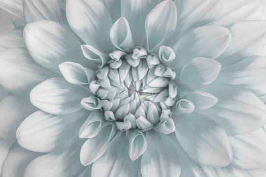 USA, Washington State. Composite of teal dahlia blossom.