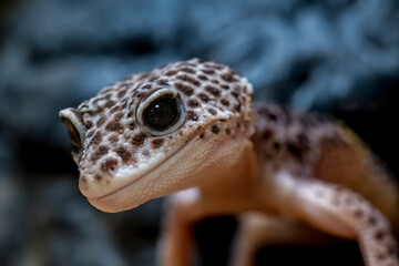 ヒョウモントカゲモドキのアップ