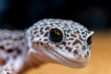 ヒョウモントカゲモドキのアップ