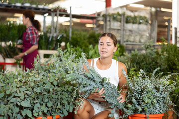 Young woman buyer chooses eucalyptus in pot in flower shop
