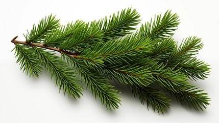 Spruce branch. Green fir. Realistic Christmas tree llustration for Xmas cards, New year party posters isolated Transparent png background.