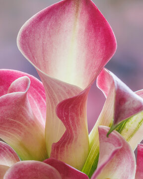 USA, Washington State. Close-up of calla lilies.