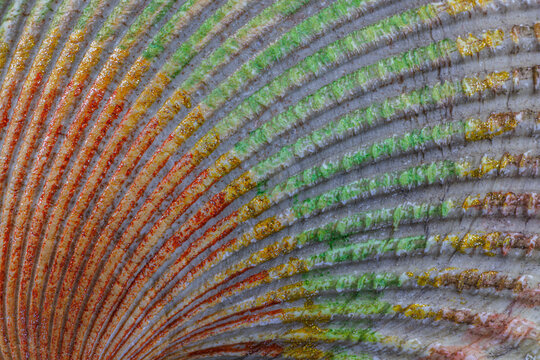 USA, Washington State. Close-up of hand-painted cockle shell.