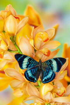 Panacea procilla tropical butterfly on large golden cymbidium orchid