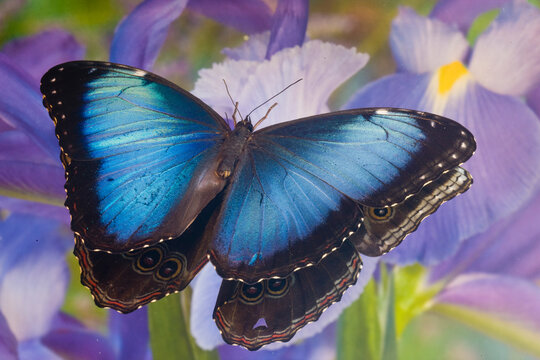 Blue morpho butterfly with reflection with Dutch iris