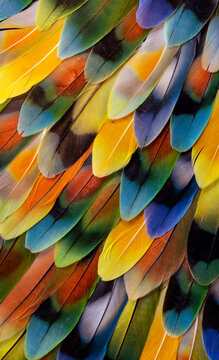 USA, Washington State, Sammamish. Feather design with lovebird tail feathers