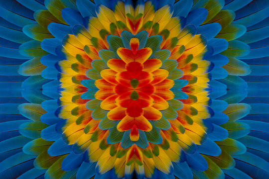 USA, Washington State, Sammamish. Feather design from a variety of macaw parrot wing feathers in circular pattern