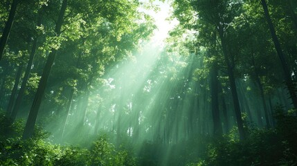 Obraz premium A dense forest with tall, towering trees and sunlight filtering through the leaves, creating a serene and natural scene with ample copy space.