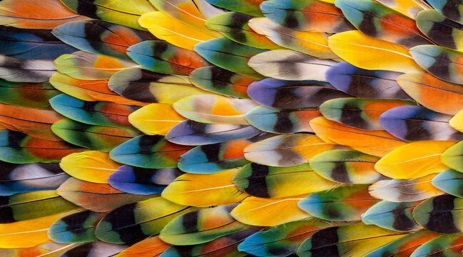 USA, Washington State, Sammamish. Feather design with lovebird tail feathers