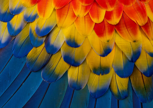 USA, Washington State, Sammamish. Scarlet macaw feather pattern