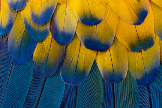 USA, Washington State, Sammamish. Scarlet macaw feather pattern