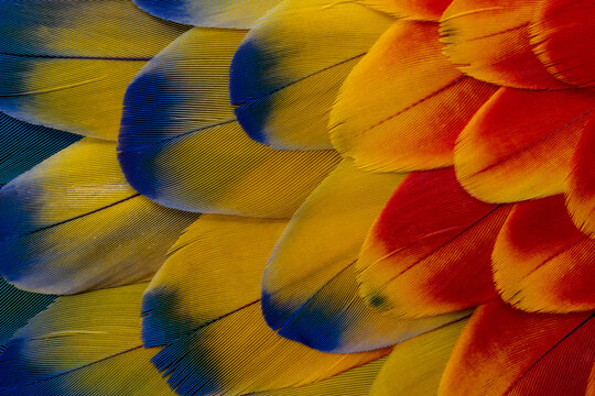 USA, Washington State, Sammamish. Scarlet macaw feather pattern