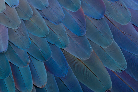 USA, Washington State, Sammamish. Feather design from blue and gold macaw parrot wing feathers