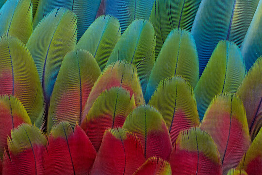 USA, Washington State, Sammamish. Feather design from a variety of macaw parrot wing feathers