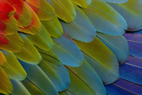 USA, Washington State, Sammamish. Feather design from a variety of macaw parrot wing feathers