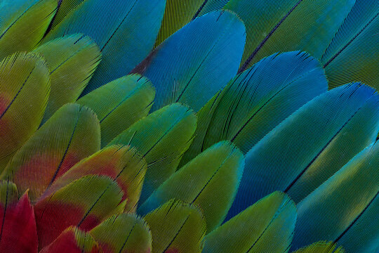 USA, Washington State, Sammamish. Feather design from a variety of macaw parrot wing feathers