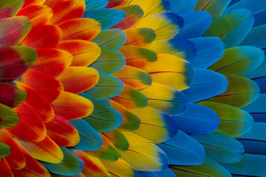 USA, Washington State, Sammamish. Feather design from a variety of macaw parrot wing feathers