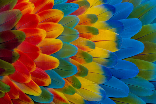 USA, Washington State, Sammamish. Feather design from a variety of macaw parrot wing feathers