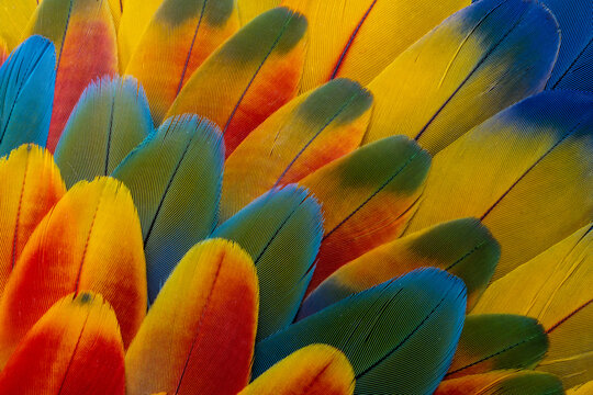 USA, Washington State, Sammamish. Feather design from a variety of macaw parrot wing feathers