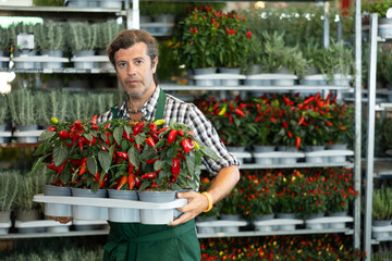 Male employee of flower hypermarket inspects plastic pot and holds pallet with red hot pepper...