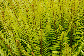 USA, Washington State, Bellevue, Bellevue Botanical Garden sword fern in springtime