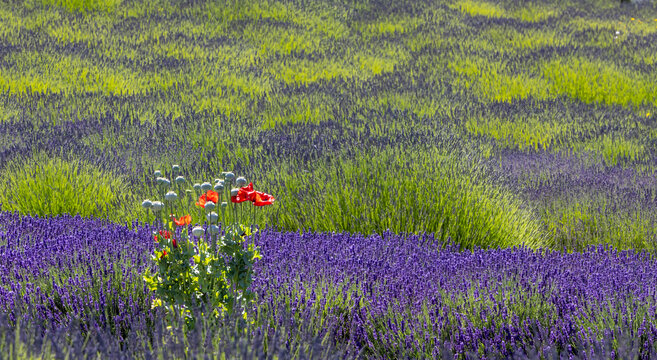 USA, Washington State, Sequim. Lavender fields