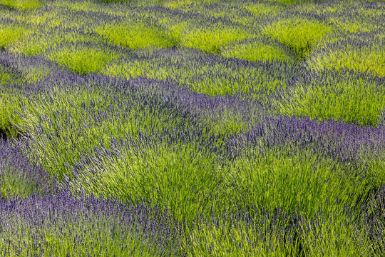USA, Washington State, Sequim. Lavender fields