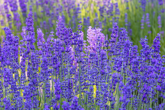 USA, Washington State, Sequim. Lavender fields