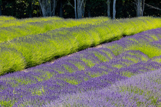 USA, Washington State, Sequim. Lavender fields