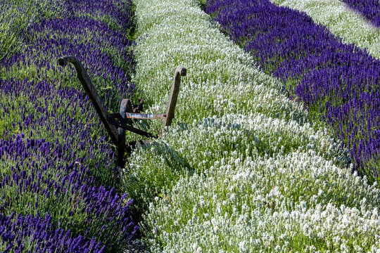 USA, Washington State, Sequim. Lavender fields