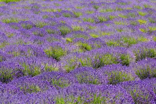 USA, Washington State, Sequim. Lavender fields