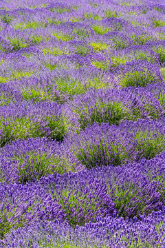 USA, Washington State, Sequim. Lavender fields