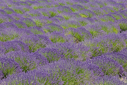 USA, Washington State, Sequim. Lavender fields