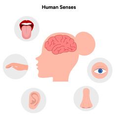 Five Senses With Human Organs Medical illustration
