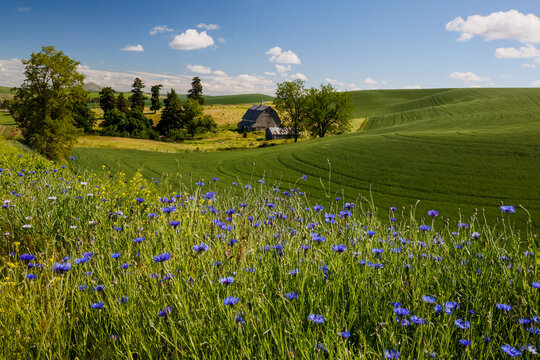 USA, Washington State, Palouse. Colfax Bachelor's Button along road and barn below