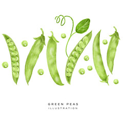 Illustration of green peas set, depicted in a realistic style and isolated on a white background. Hand drawing illustration. Pattern of green peas.