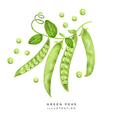 Illustration of green peas set, depicted in a realistic style and isolated on a white background. Hand drawing illustration. 