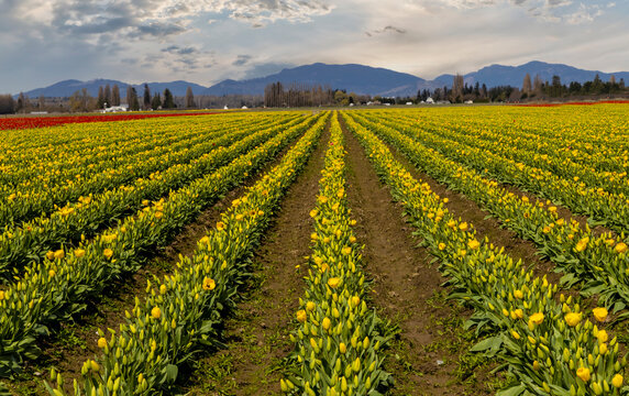 USA, Washington State, Mt. Vernon. Springtime tulips growing in field