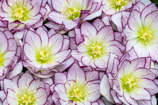 USA, Washington State, Sammamish. Hellebores winter flowering design pattern
