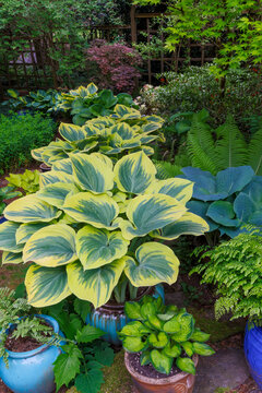 USA, Washington State, Sammamish. Garden in springtime colors with hosta liberty growing in large pots