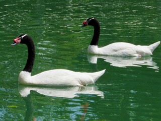 two swans on the lake © Patricia