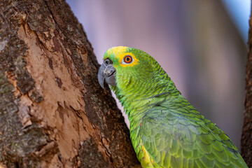 Yellow-crowned Parrot (Amazona ochrocephala), Papagaio-campeiro